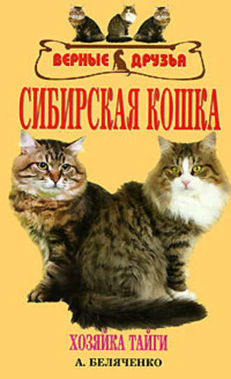 Андрей Беляченко, Сибирская кошка