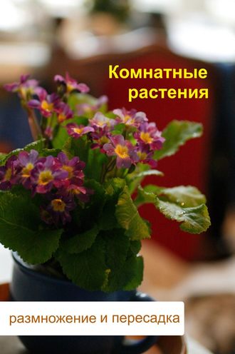 Илья Мельников, Комнатные растения. Размножение и пересадка