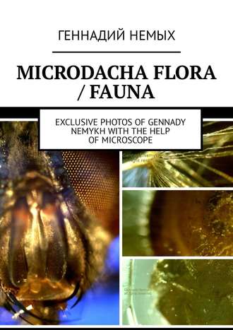 Геннадий Немых, Microdacha flora / fauna. Exclusive photos of Gennady Nemykh with the help of microscope