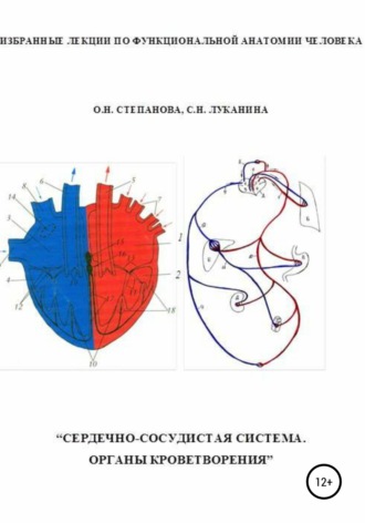 Светлана Луканина, Ольга Степанова, Избранные лекции по функциональной анатомии человека. «Сердечно-сосудистая система. Органы кроветворения»